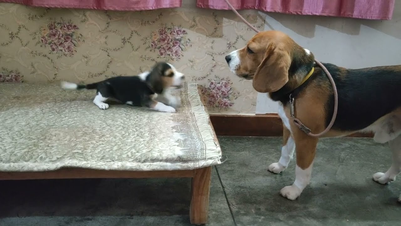 Deep conversation between father and daughter | Leo And Annie
